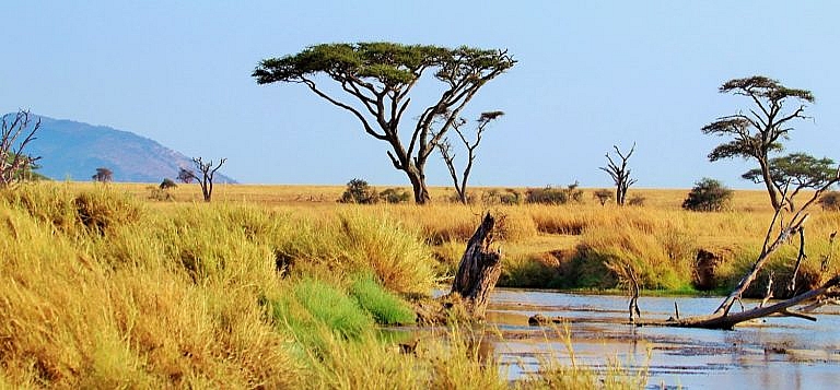 Serengeti ecosystem, Tanzania