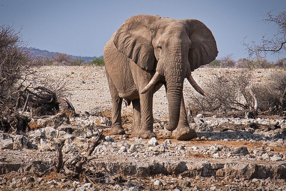 Wild elephant in Namibia